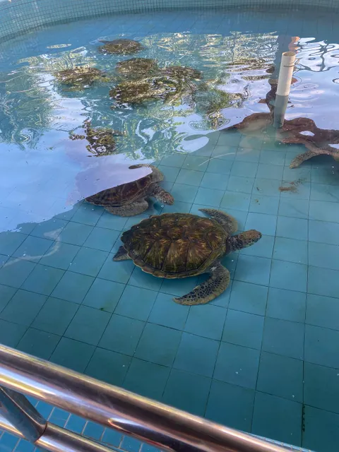 Pusat Konservasi dan Penerangan Penyu Segari