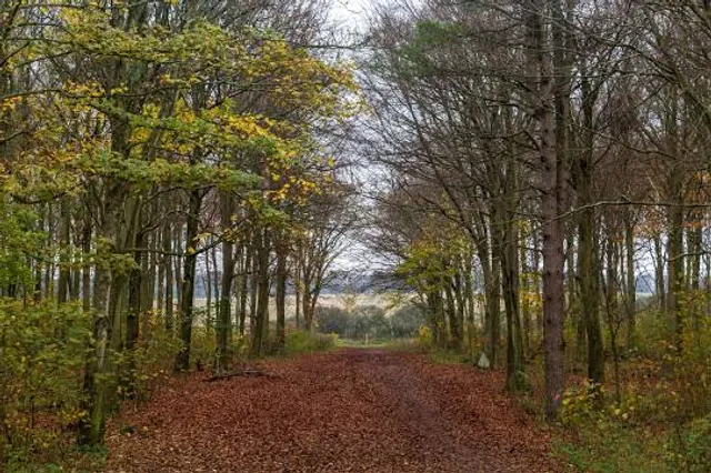 Friston Forest