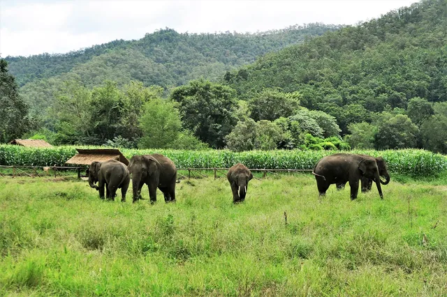 Chiang Mai Elephant Home - Office in the City