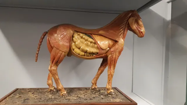 Museo Veterinario Complutense