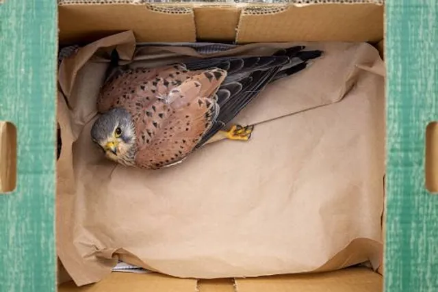 Dream Park - Hidrolândia - GO