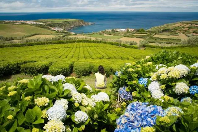 Porto Formoso Tea Factory