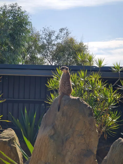 Capybara - Sydney Zoo