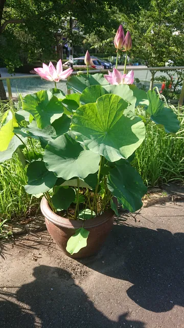 photo-2