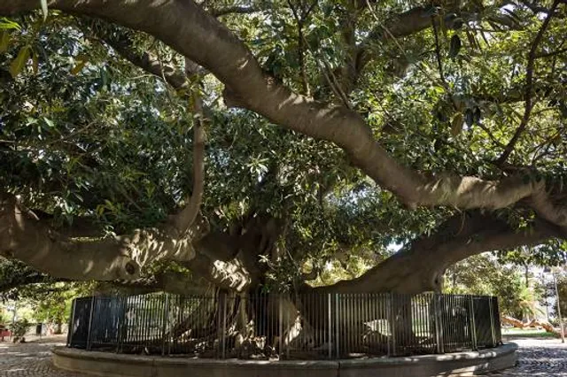 Gomero de la Recoleta - Árbol Histórico
