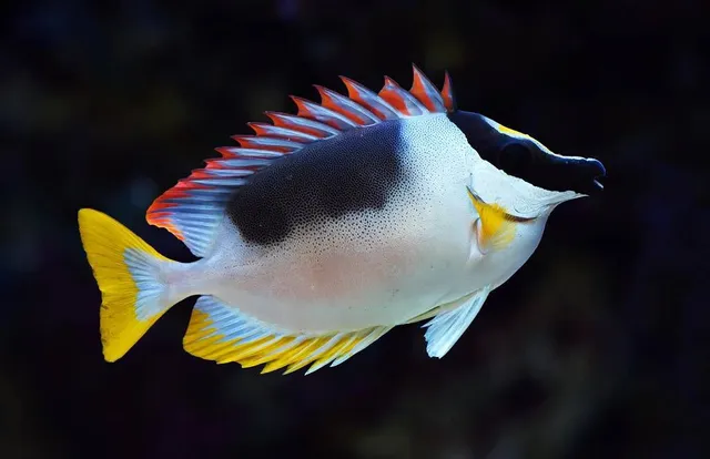 Gallo Reef Granja de Corales