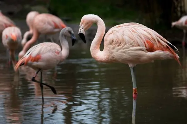 Dutch Country Safari Park