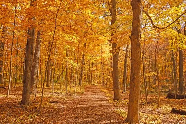 The Morton Arboretum