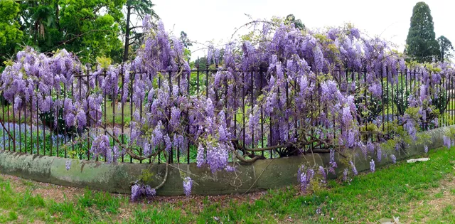 Wistaria Gardens