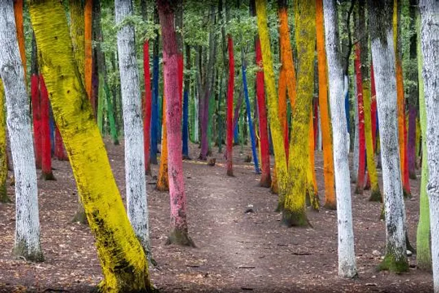 Pădurea Colorată