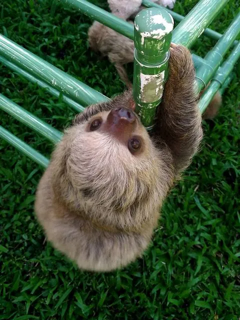 Sloth Sanctuary of Costa Rica