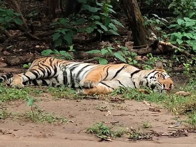 Kanha tiger safaris & travel agency