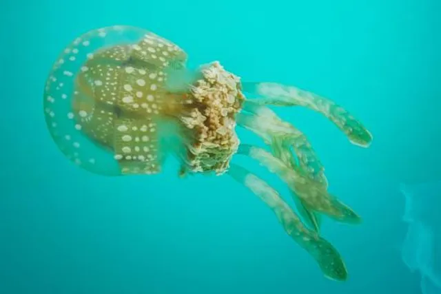 Jellyfish Sanctuary