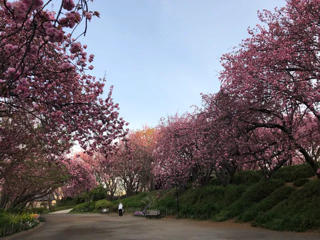 Kikuna Sakurayama Park