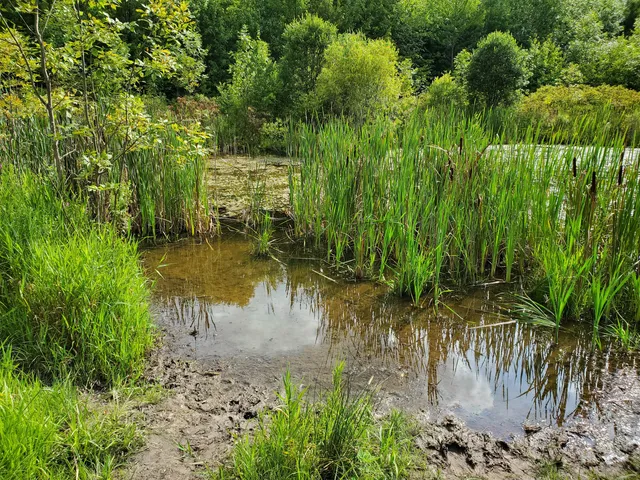 Great Swamp Conservancy