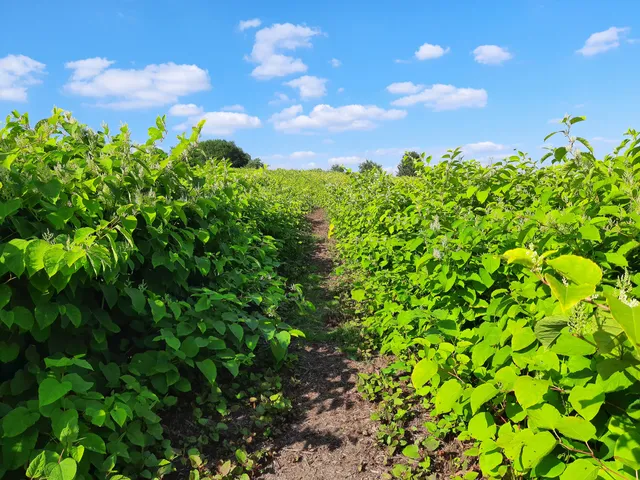 Naturlabyrinth Lausberg