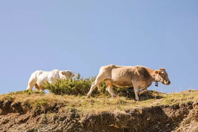 Port au Choix National Historic Site (Portauxchoix)