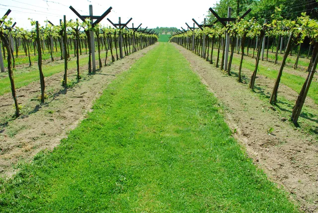 Winnica Krokoszówka Górska