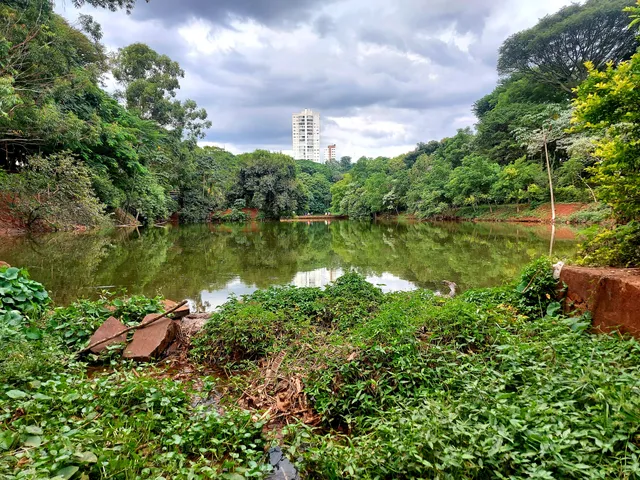 Municipal Park Birds