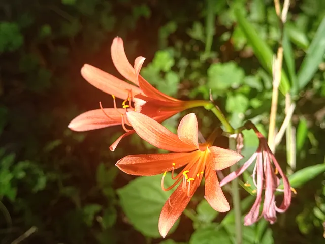 Yokokawashimohara Park