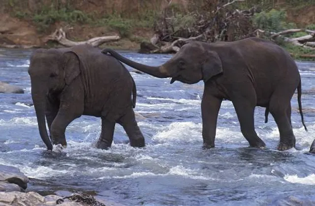 Mrugavani National Park