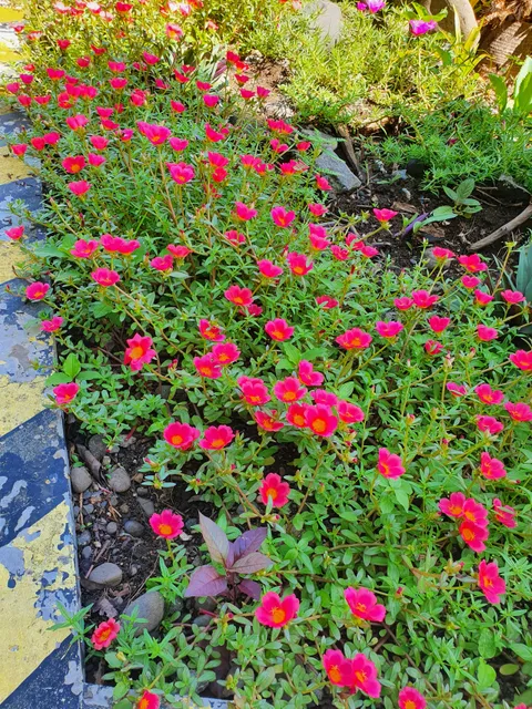 Dr. Jose Rizal Memorial Hospital Historical Marker