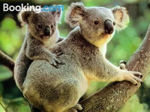 Springwood Meditation Centre 春木禪修渡假中心