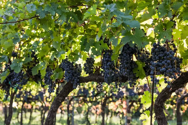 Cantina Salvan - Vigne del Pigozzo