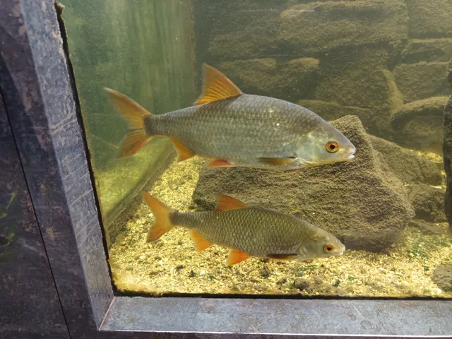 L’Aquarium des curieux de nature