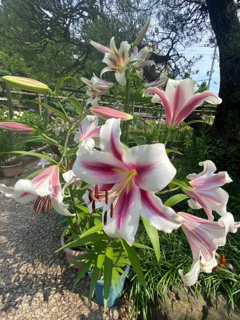 Kozaki Miyahana Garden