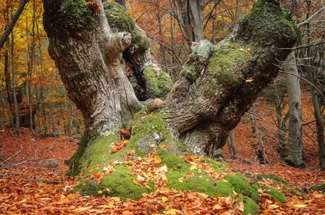 Castanyer de les Nou Branques