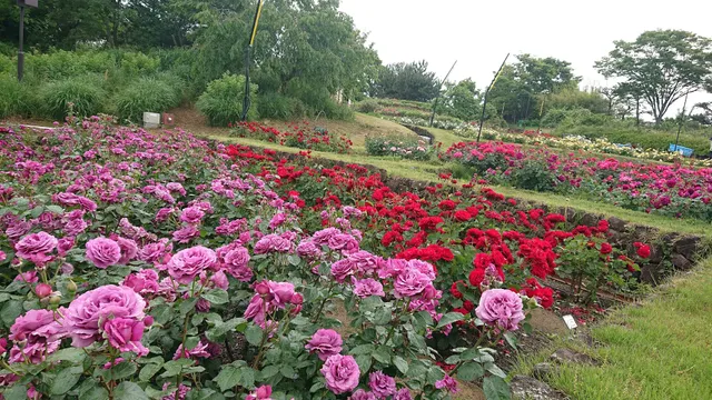 Rose Garden