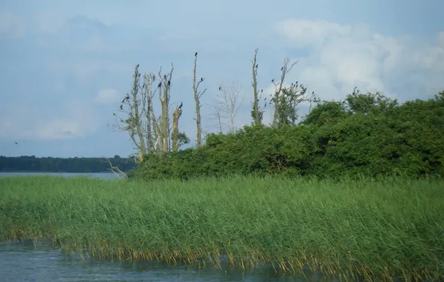 Wysoki Ostrów (W. Kormoranów)