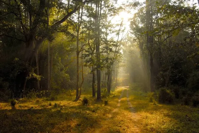 Wayanad Wildlife Sanctuary