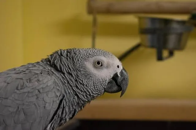 Willow Creek China Flat Museum