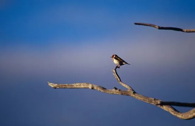 Bool Lagoon Game Reserve Conservation Park