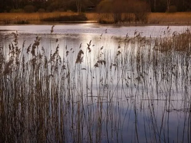 Potteric Carr Nature Reserve