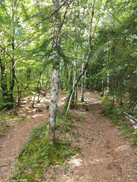 Sentier de l'Imaginaire « la forêt magique »
