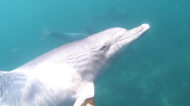 Minamishimabara Dolphin Watching