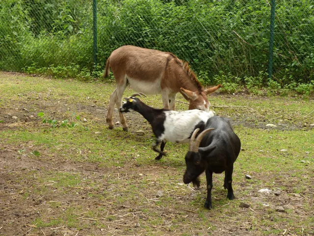 Petting safari