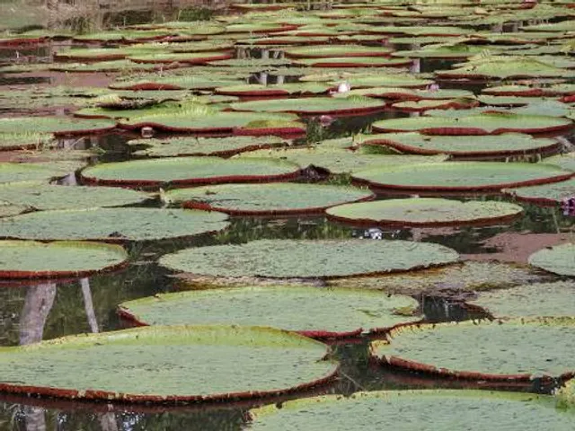 Pantanal. Park