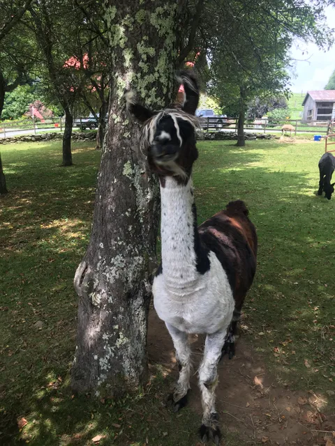 Apple Hill Farm: Tickets Required