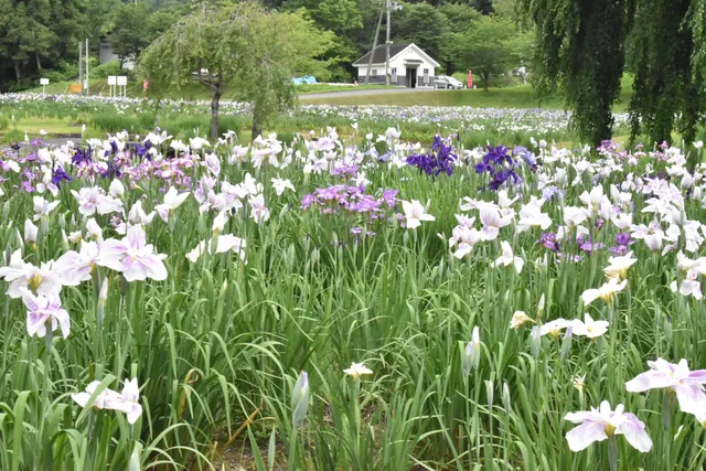 Kinshuko Lake Kawajiri Park