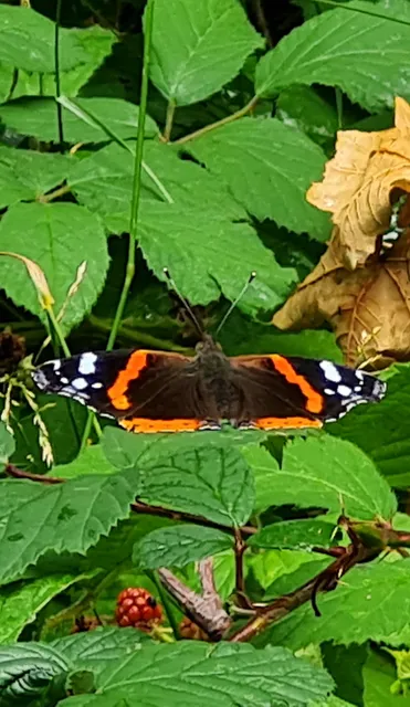 Traumpfad Nette-Schieferpfad, 56753 Trimbs