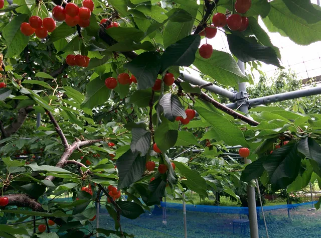 Onoyorankaju Orchards