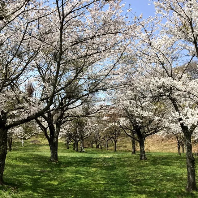 Hachimantaishi Sakura Park