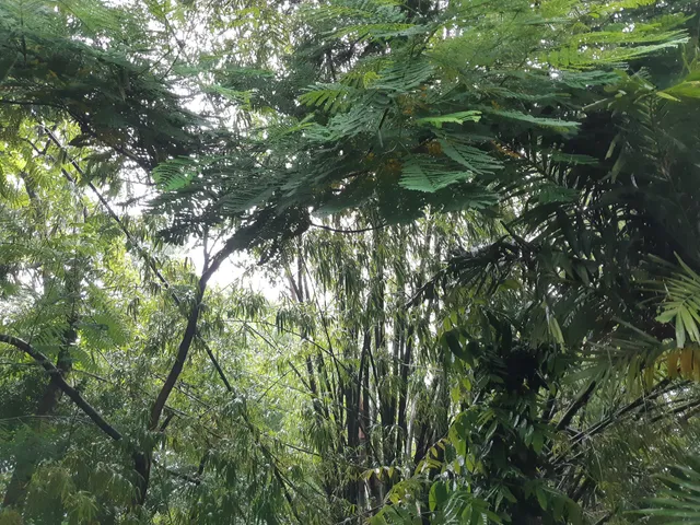 Arroceros Forest Park