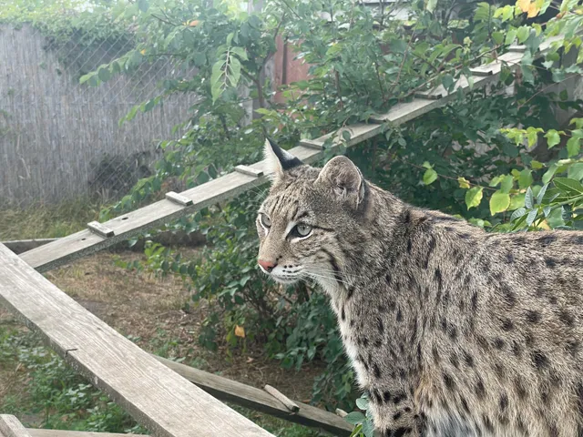 Szentendrei Kisállatkert