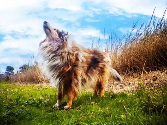 The Howl Scream Park at Mead Open Farm