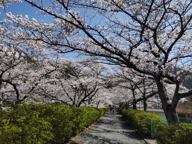 Sakura Park